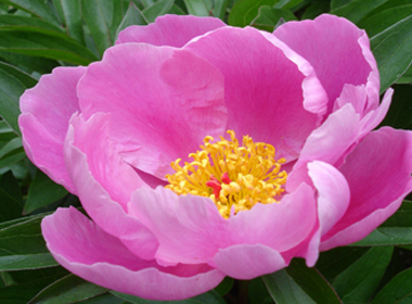 Цээнэ цэцэг 